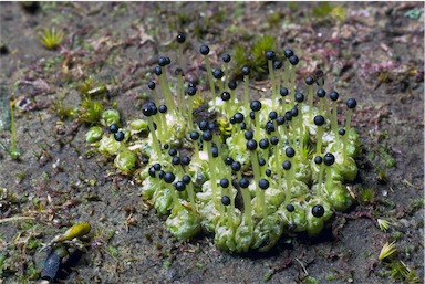 APII jpeg image of Fossombronia intestinalis  © contact APII