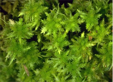 APII jpeg image of Sphagnum sp.  © contact APII