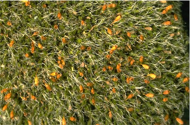APII jpeg image of Grimmia sp.  © contact APII