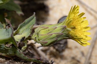 APII jpeg image of Sonchus megalocarpus  © contact APII