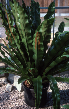 APII jpeg image of Asplenium australasicum  © contact APII