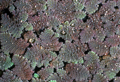 APII jpeg image of Azolla pinnata  © contact APII