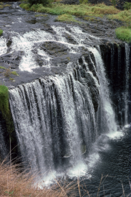 APII jpeg image of Torrenticola queenslandica  © contact APII