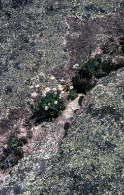 APII jpeg image of Brachyscome stuartii  © contact APII