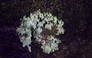 APII jpeg image of Pseudocyphellaria sp  © contact APII