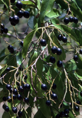 APII jpeg image of Cryptocarya bidwillii  © contact APII