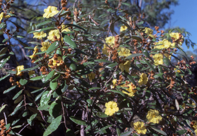 APII jpeg image of Hibbertia banksii  © contact APII