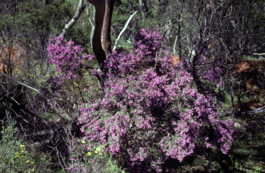 APII jpeg image of Prostanthera ovalifolia  © contact APII