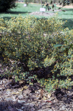 APII jpeg image of Pultenaea parviflora  © contact APII