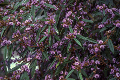 APII jpeg image of Hovea acutifolia  © contact APII