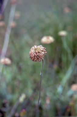 APII jpeg image of Ammobium craspedioides  © contact APII