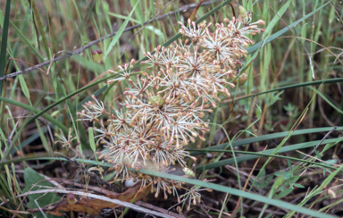 APII jpeg image of Lomandra  © contact APII