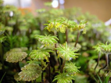 APII jpeg image of Marchantia polymorpha  © contact APII