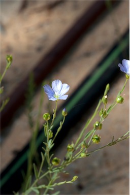 APII jpeg image of Linum marginale  © contact APII