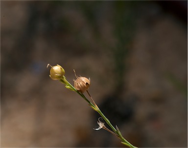 APII jpeg image of Linum marginale  © contact APII