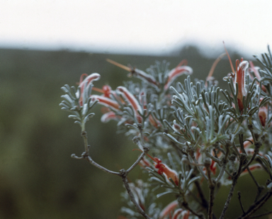 APII jpeg image of Adenanthos argyreus  © contact APII