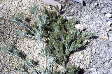 APII jpeg image of Adenanthos cygnorum subsp. chamaephyton  © contact APII