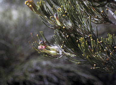 APII jpeg image of Adenanthos cygnorum subsp. cygnorum  © contact APII