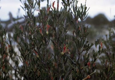 APII jpeg image of Adenanthos glabrescens subsp. glabrescens  © contact APII