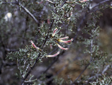 APII jpeg image of Adenanthos gracilipes  © contact APII
