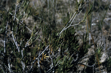 APII jpeg image of Adenanthos linearis  © contact APII