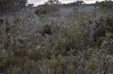 APII jpeg image of Adenanthos macropodianus  © contact APII