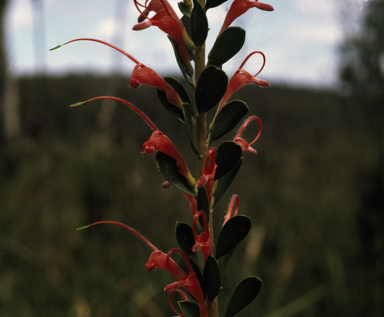 APII jpeg image of Adenanthos obovatus  © contact APII