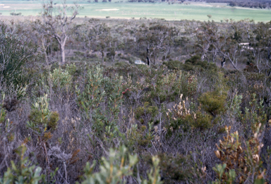 APII jpeg image of Adenanthos pungens subsp. pungens  © contact APII