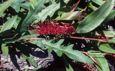 APII jpeg image of Grevillea 'Poorinda Royal Mantle'  © contact APII