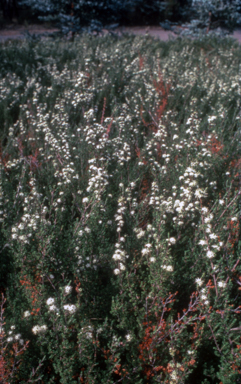APII jpeg image of Kunzea 'Badja Carpet'  © contact APII