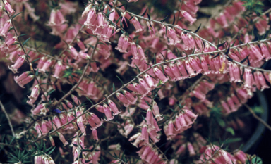 APII jpeg image of Epacris impressa 'Spring Pink'  © contact APII