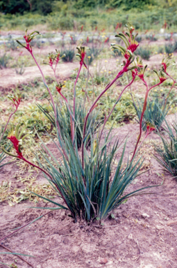 APII jpeg image of Anigozanthos 'Bush Emerald'  © contact APII