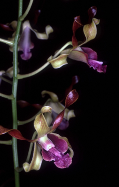 APII jpeg image of Dendrobium 'Hazel Hawke'  © contact APII