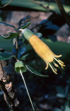 APII jpeg image of Correa 'Inglewood Gold'  © contact APII