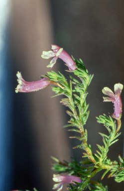 APII jpeg image of Lechenaultia 'Park Pride'  © contact APII