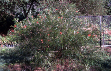 APII jpeg image of Grevillea 'Jester'  © contact APII