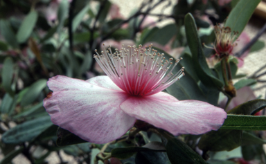APII jpeg image of Eucryphia lucida 'Ballerina'  © contact APII