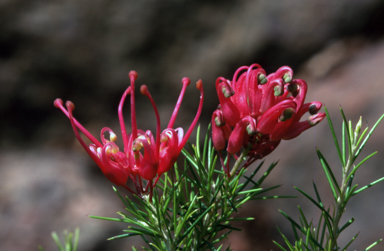 APII jpeg image of Grevillea 'Pink Sprite'  © contact APII