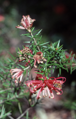 APII jpeg image of Grevillea 'Poorinda Adorning'  © contact APII