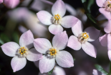 APII jpeg image of Boronia 'Tyalge Ruby'  © contact APII