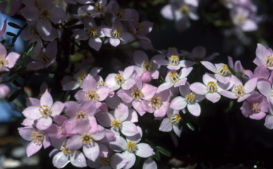 APII jpeg image of Boronia 'Tyalge Ruby'  © contact APII