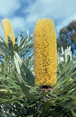 APII jpeg image of Banksia attenuata  © contact APII