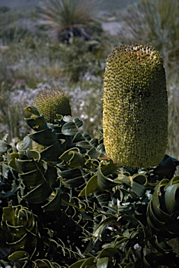 APII jpeg image of Banksia grandis  © contact APII