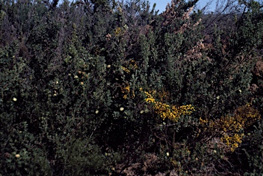 APII jpeg image of Banksia sessilis  © contact APII