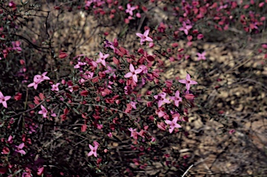 APII jpeg image of Boronia falcifolia  © contact APII