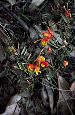 APII jpeg image of Grevillea alpina  © contact APII