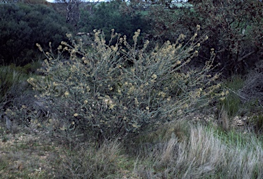 APII jpeg image of Grevillea amplexans  © contact APII