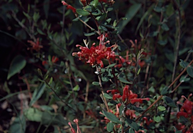 APII jpeg image of Grevillea depauperata  © contact APII