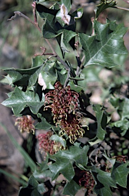 APII jpeg image of Grevillea dryophylla  © contact APII