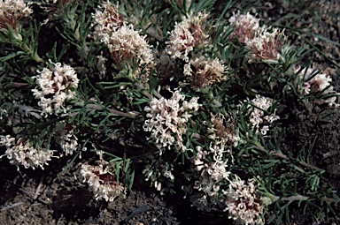 APII jpeg image of Grevillea crithmifolia  © contact APII